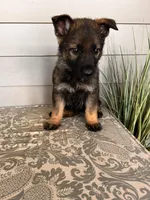 Yellow Collar Male, a female German Shepherd Dog for sale in Morrisville, MO – Photo 2 of 6