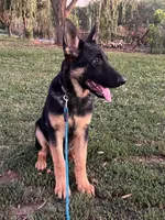 Yellow Collar Male, a male German Shepherd Dog for sale in Morrisville, MO – 4 of 5