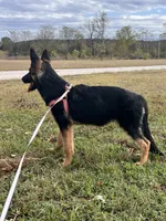 Purple Collar Female, a female German Shepherd Dog for sale in Morrisville, MO – 8 of 8