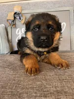 Brown Collar Male, a male German Shepherd Dog for sale in Morrisville, MO – Photo 4 of 7