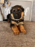 Brown Collar Male, a male German Shepherd Dog for sale in Morrisville, MO – Photo 7 of 7