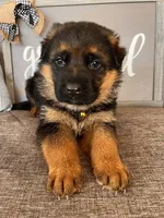 Brown Collar Male, a male German Shepherd Dog for sale in Morrisville, MO – Photo 5 of 7