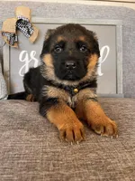 Brown Collar Male, a male German Shepherd Dog for sale in Morrisville, MO – Photo 2 of 7