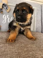 Brown Collar Male, a male German Shepherd Dog for sale in Morrisville, MO – Photo 6 of 7