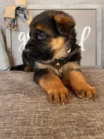 Brown Collar Male, a male German Shepherd Dog for sale in Morrisville, MO – Photo 3 of 7