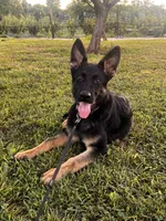 Dark Green Collar Male , a female German Shepherd Dog for sale in Morrisville, MO – 4 of 8