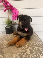 Orange Collar Male, a female German Shepherd Dog for sale in Morrisville, MO – 5 of 5