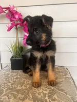 Purple collar Female, a female German Shepherd Dog for sale in Morrisville, MO – 6 of 6