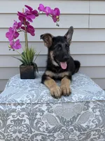 Light Pink Collar Female, a female German Shepherd Dog for sale in Morrisville, MO – 2 of 7