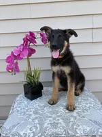 Orange Collar Male Puppy, a female German Shepherd Dog for sale in Morrisville, MO – 4 of 6