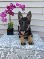 Dark Pink Collar Female, a female German Shepherd Dog for sale in Morrisville, MO – 6 of 9