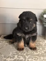 Blue Collar Male , a male German Shepherd Dog for sale in Morrisville, MO – Photo 2 of 6