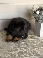 Blue Collar Male , a male German Shepherd Dog for sale in Morrisville, MO – Photo 4 of 6