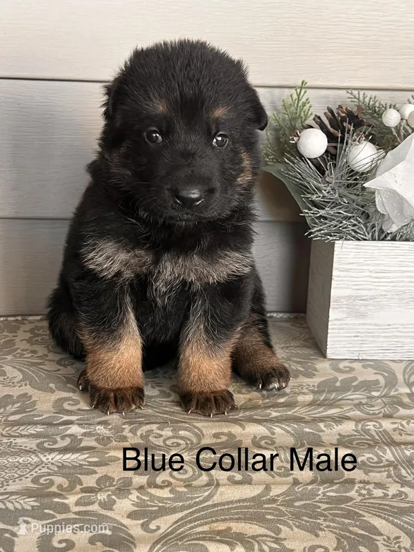 Blue Collar Male  – German Shepherd Dog puppy for sale in Morrisville, MO