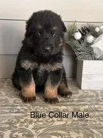 Blue Collar Male , a male German Shepherd Dog for sale in Morrisville, MO – Photo 1 of 6
