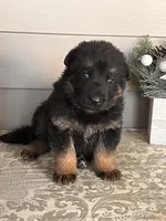 Blue Collar Male , a male German Shepherd Dog for sale in Morrisville, MO – Photo 3 of 6