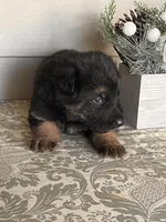 Blue Collar Male , a male German Shepherd Dog for sale in Morrisville, MO – Photo 5 of 6