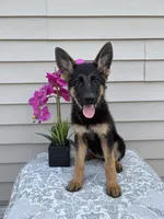 Purple Collar Female , a female German Shepherd Dog for sale in Morrisville, MO – 4 of 7