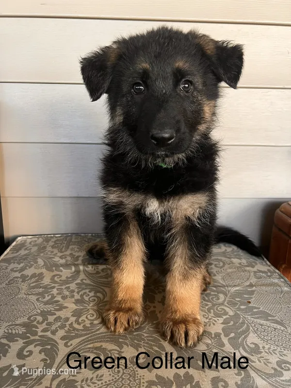 Green Collar Male – German Shepherd Dog puppy for sale in Morrisville, MO