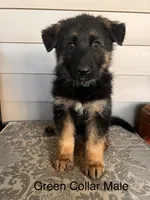 Green Collar Male, a male German Shepherd Dog for sale in Morrisville, MO – 1 of 6