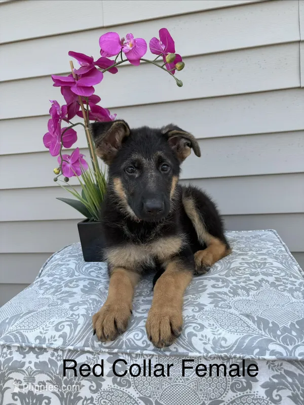 Red Collar Female – German Shepherd Dog puppy for sale in Morrisville, MO