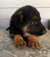 Blue Collar Male , a male German Shepherd Dog for sale in Morrisville, MO – 2 of 5