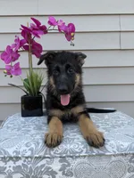 White Collar Female Puppy, a female German Shepherd Dog for sale in Morrisville, MO – 4 of 7