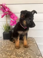 Purple collar Female, a female German Shepherd Dog for sale in Morrisville, MO – 3 of 6