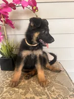 Yellow Collar Female, a female German Shepherd Dog for sale in Morrisville, MO – 4 of 5