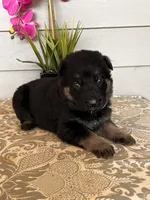 Purple Collar Female Puppy, a female German Shepherd Dog for sale in Morrisville, MO – Photo 6 of 6