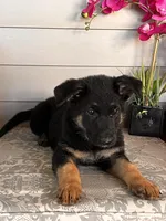 Purple Collar Female Puppy, a female German Shepherd Dog for sale in Morrisville, MO – 5 of 7