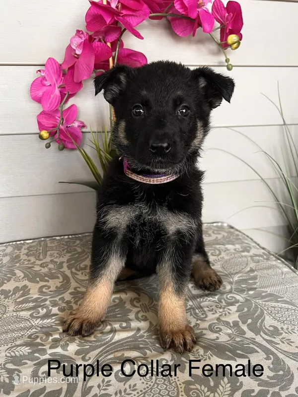 Purple Collar Female Puppy – German Shepherd Dog puppy for sale in Morrisville, MO