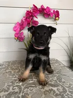 Purple Collar Female Puppy, a female German Shepherd Dog for sale in Morrisville, MO – Photo 3 of 5