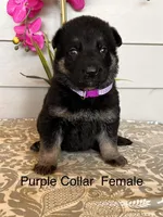 Purple Collar Female Puppy, a female German Shepherd Dog for sale in Morrisville, MO – Photo 1 of 6