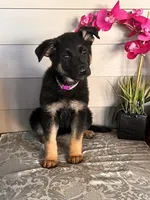 Purple Collar Female Puppy, a female German Shepherd Dog for sale in Morrisville, MO – 3 of 7