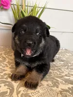 Purple Collar Female Puppy, a female German Shepherd Dog for sale in Morrisville, MO – Photo 2 of 6