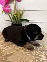 Purple Collar Female Puppy, a female German Shepherd Dog for sale in Morrisville, MO – Photo 4 of 6