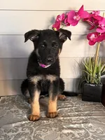 Purple Collar Female Puppy, a female German Shepherd Dog for sale in Morrisville, MO – 2 of 7
