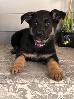 Purple Collar Female Puppy, a female German Shepherd Dog for sale in Morrisville, MO – 4 of 7