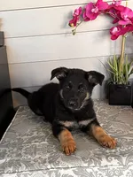 Purple Collar Female Puppy, a female German Shepherd Dog for sale in Morrisville, MO – 7 of 7