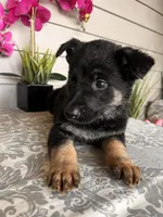 Purple Collar Female Puppy, a female German Shepherd Dog for sale in Morrisville, MO – Photo 4 of 5