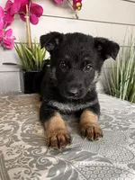 Purple Collar Female Puppy, a female German Shepherd Dog for sale in Morrisville, MO – Photo 2 of 5