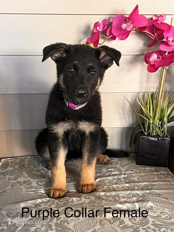 Purple Collar Female Puppy – German Shepherd Dog puppy for sale in Morrisville, MO