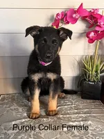 Purple Collar Female Puppy, a female German Shepherd Dog for sale in Morrisville, MO – 1 of 7