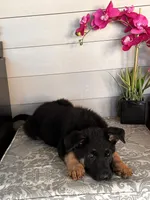 Purple Collar Female Puppy, a female German Shepherd Dog for sale in Morrisville, MO – 6 of 7