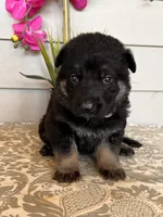 Purple Collar Female Puppy, a female German Shepherd Dog for sale in Morrisville, MO – Photo 3 of 6