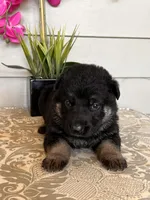 Purple Collar Female Puppy, a female German Shepherd Dog for sale in Morrisville, MO – Photo 5 of 6