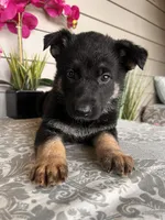 Purple Collar Female Puppy, a female German Shepherd Dog for sale in Morrisville, MO – Photo 5 of 5