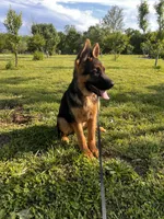 Brown Collar Male , a male German Shepherd Dog for sale in Morrisville, MO – 7 of 7