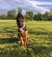 Brown Collar Male , a male German Shepherd Dog for sale in Morrisville, MO – 6 of 7